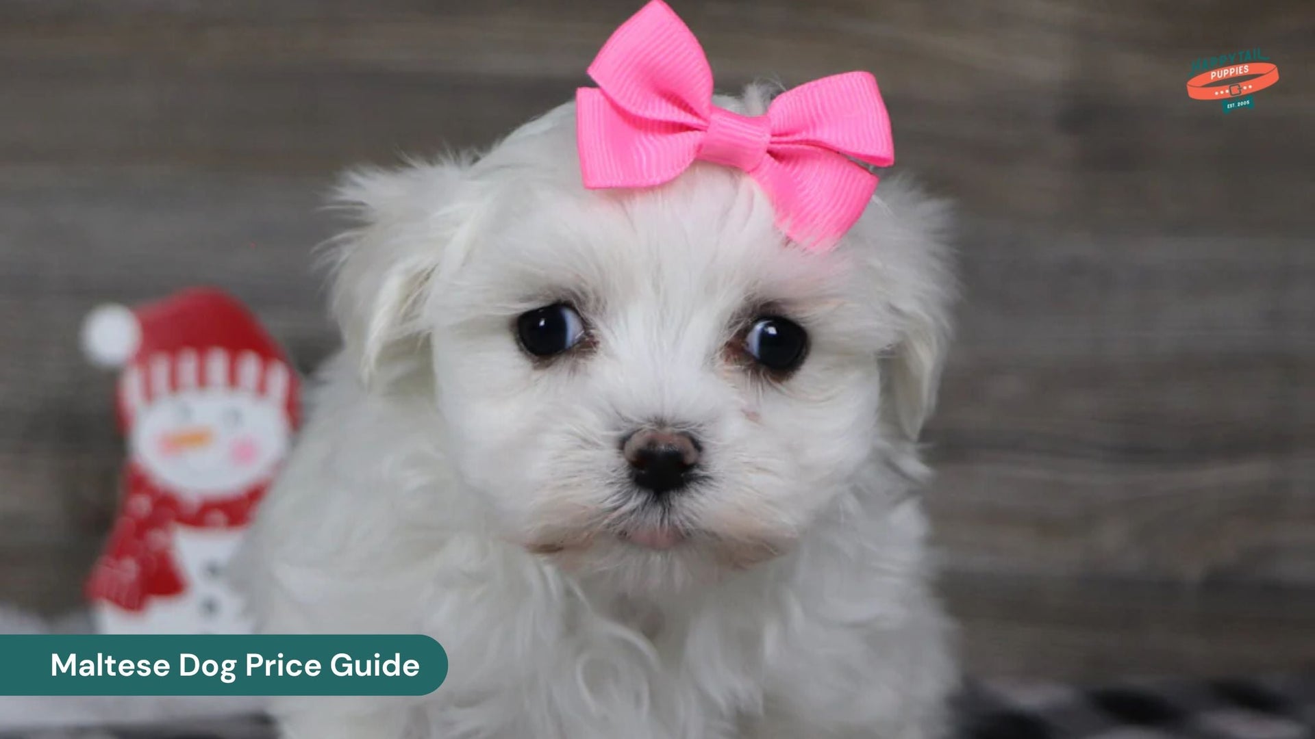 Maltese Dog Price Guide: Factors That Affect the Cost