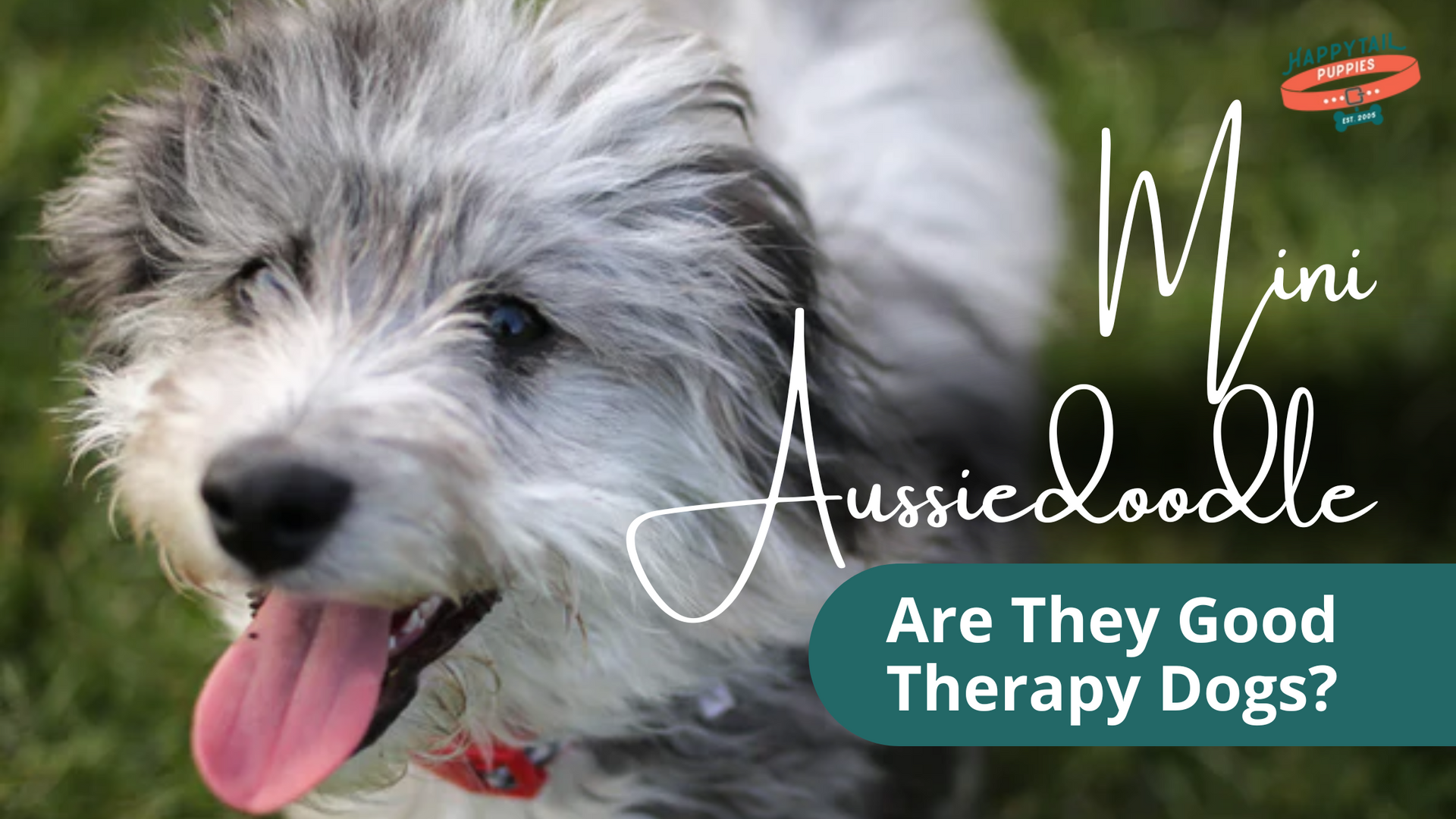 Mini Aussiedoodle as Therapy Dogs