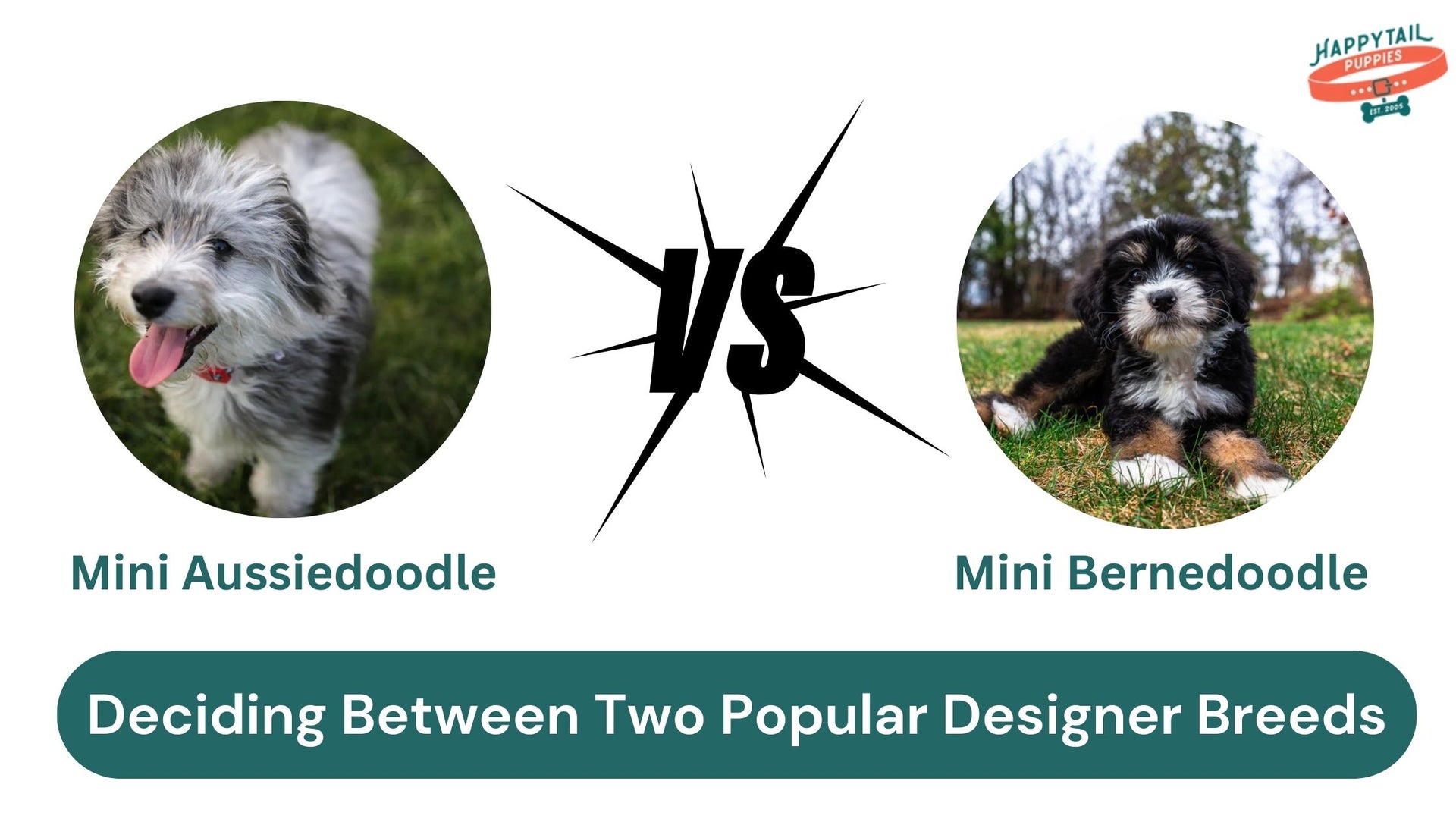 Mini Aussiedoodle vs Mini Bernedoodle
