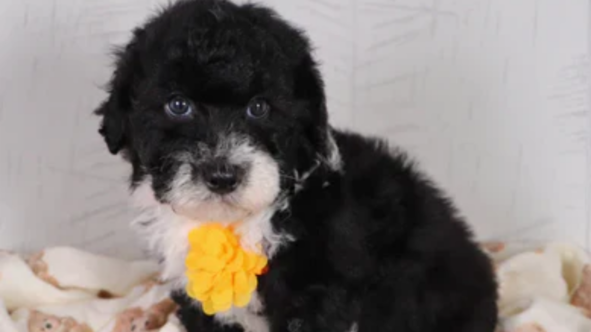 mini aussiedoodle
