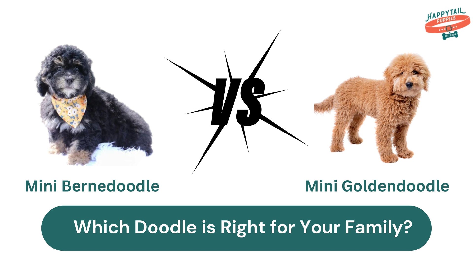 mini bernedoodle vs mini goldendoodle