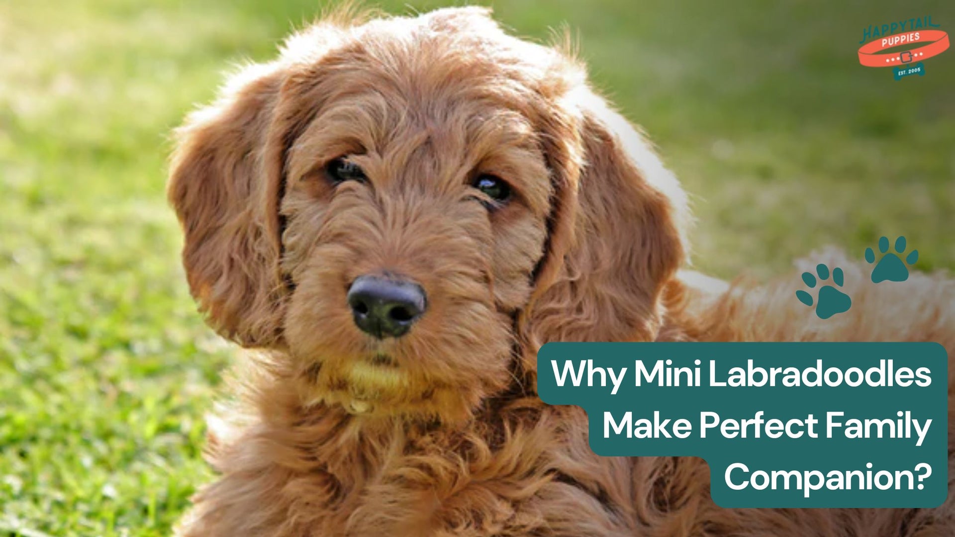 Mini Labradoodle The Perfect Family Companion