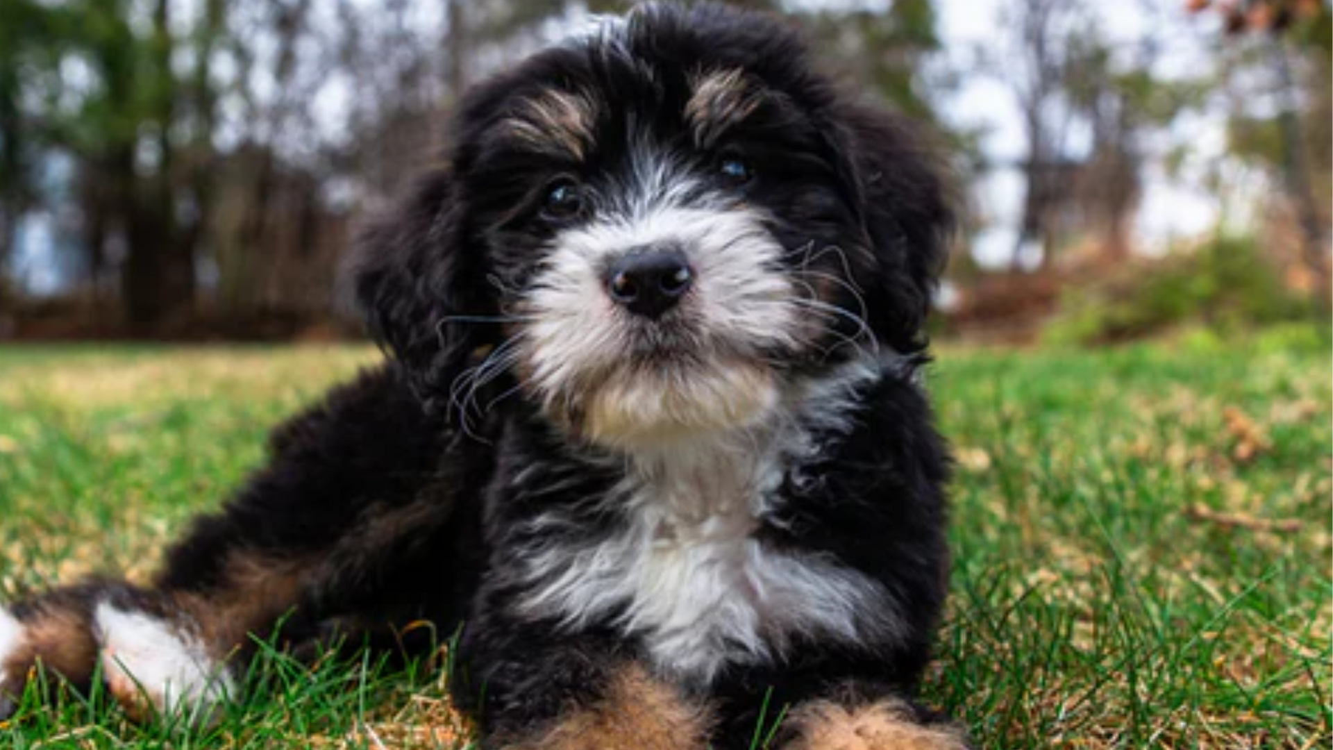 miniature bernedoodle puppy