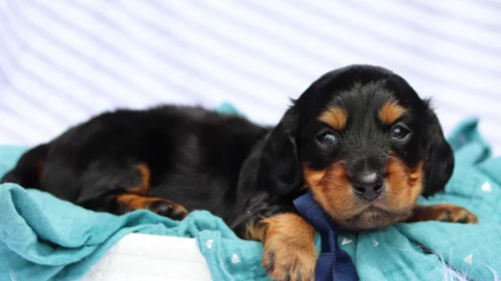 miniature dachshund