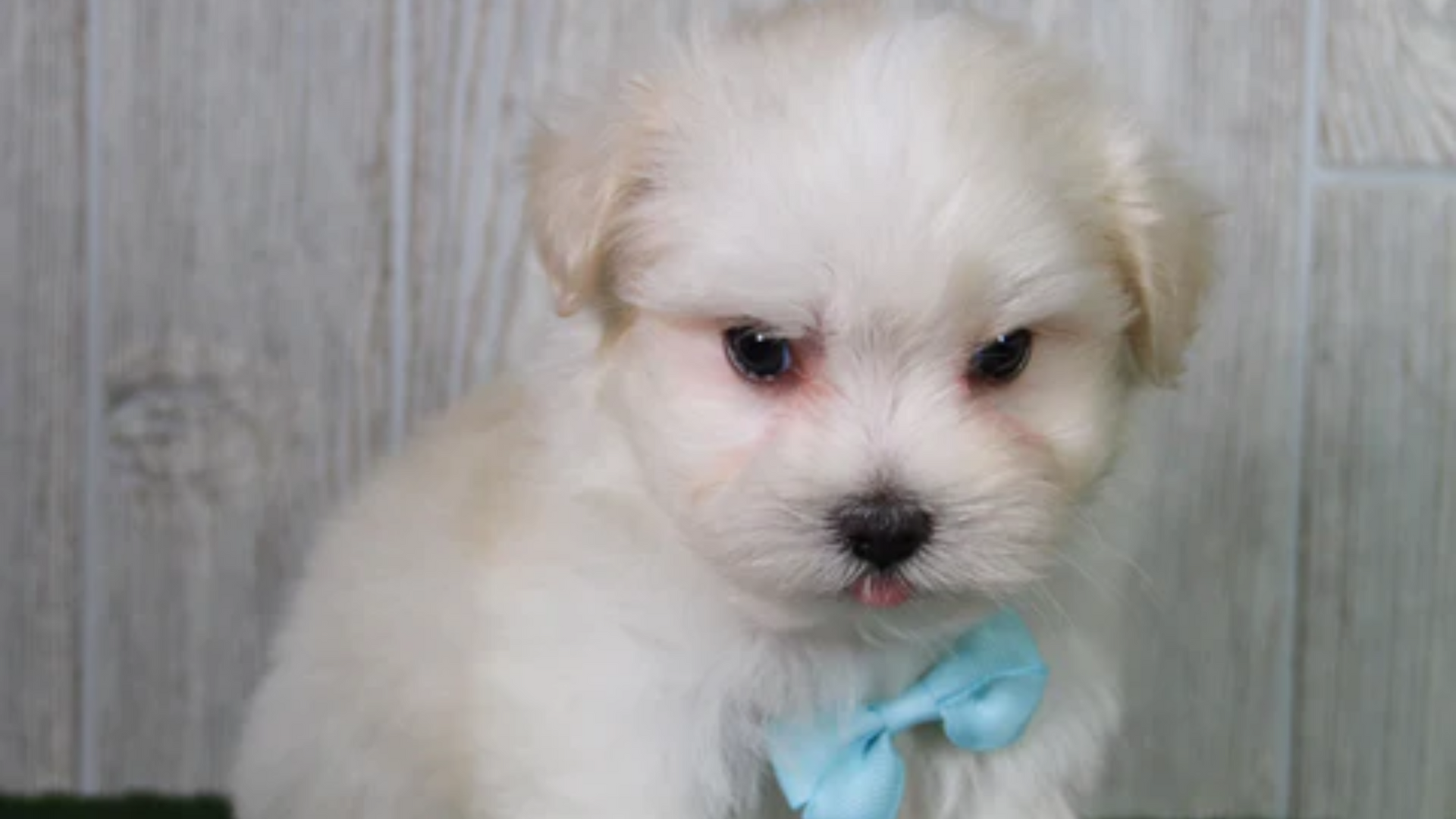 miniature maltese exercise tips