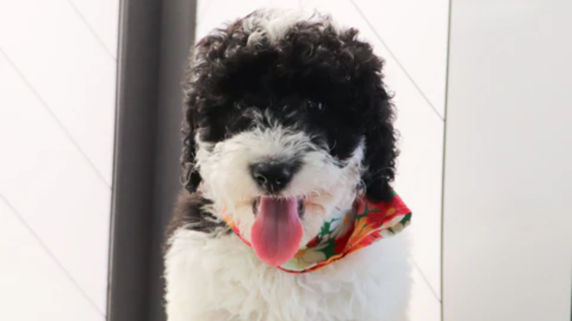 miniature sheepadoodle puppy