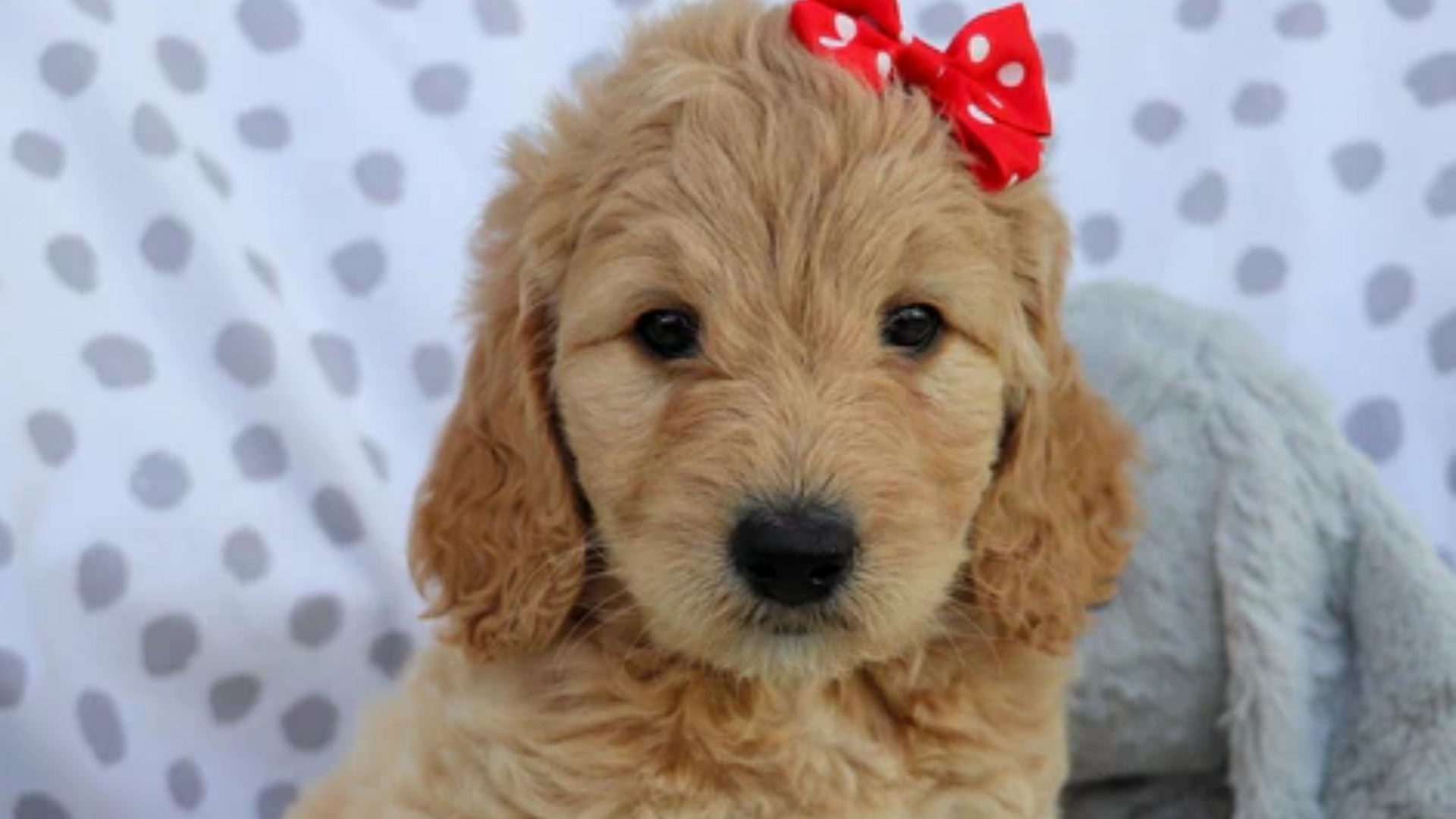 newfypoo puppy care guide