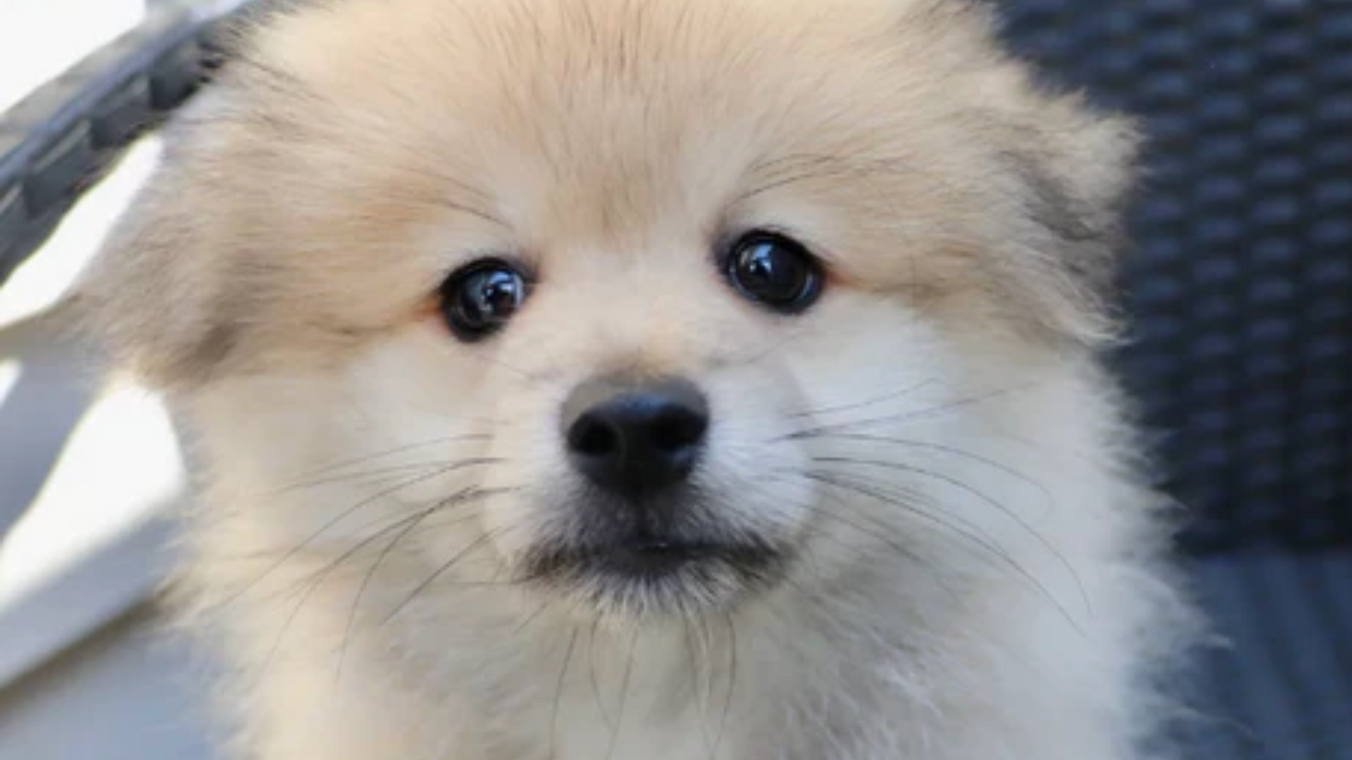 pomeranian dog