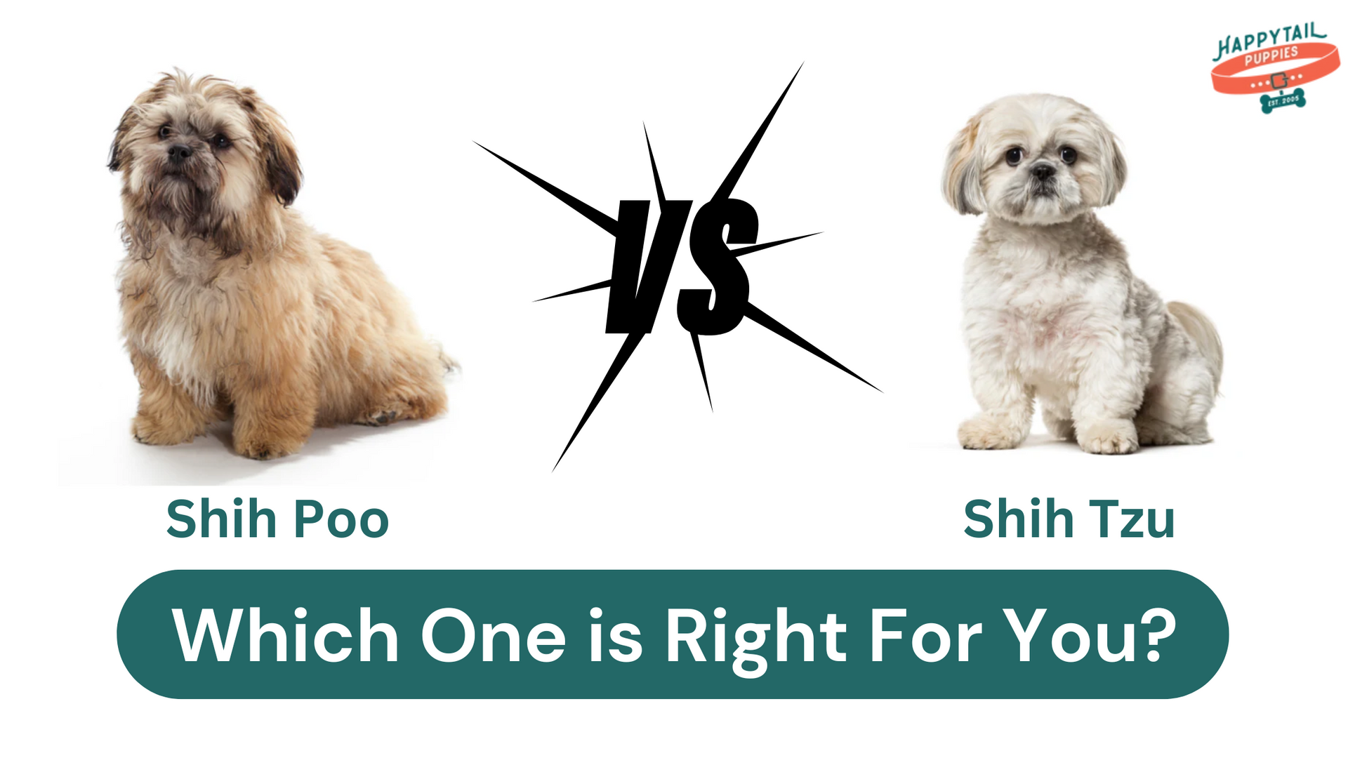 shih poo vs shih tzu