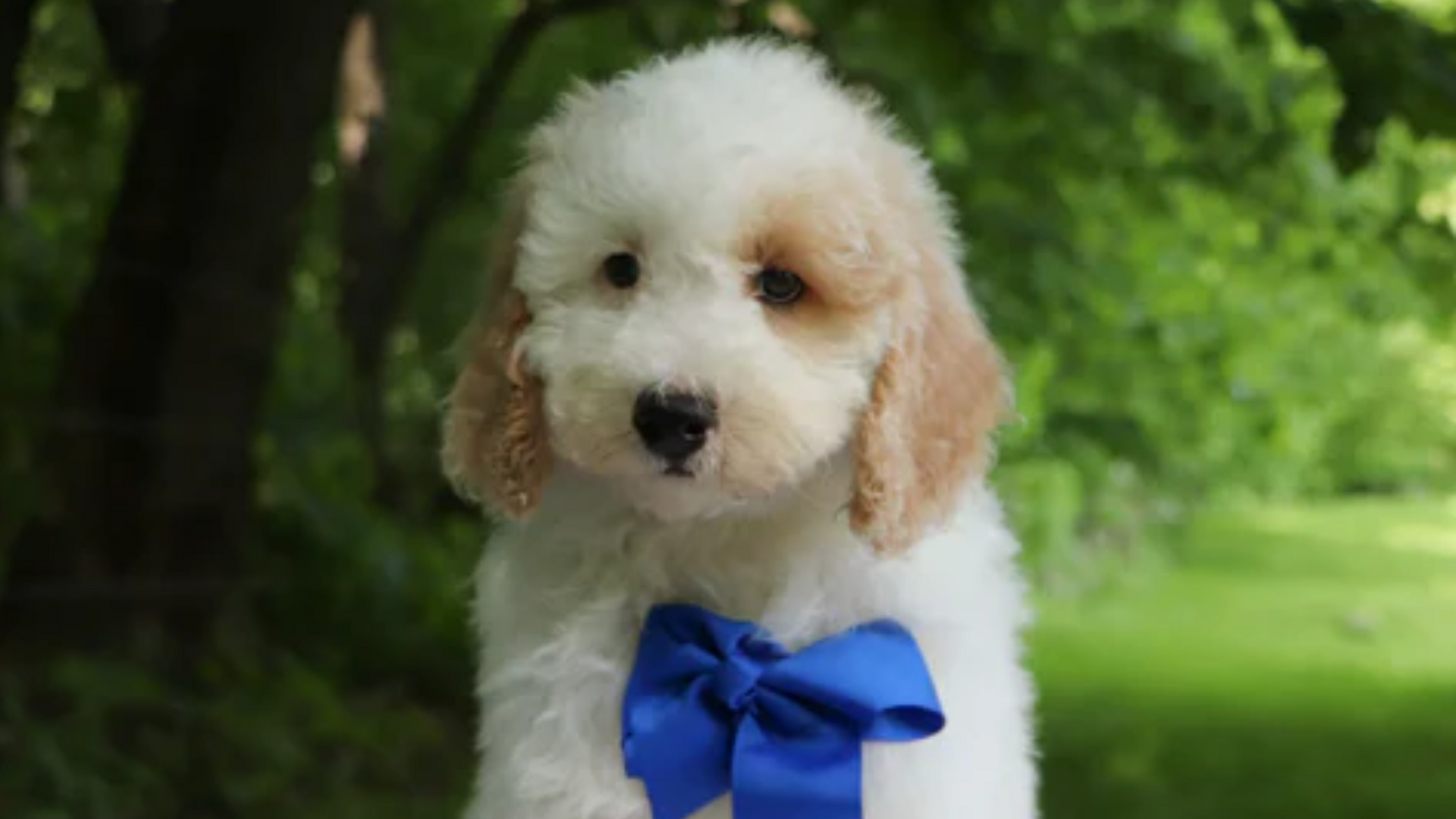 socializing your miniature goldendoodle