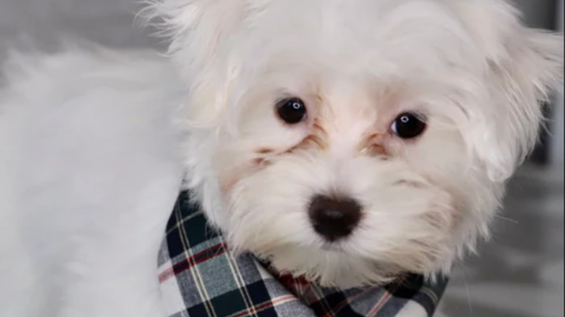 styling your maltese