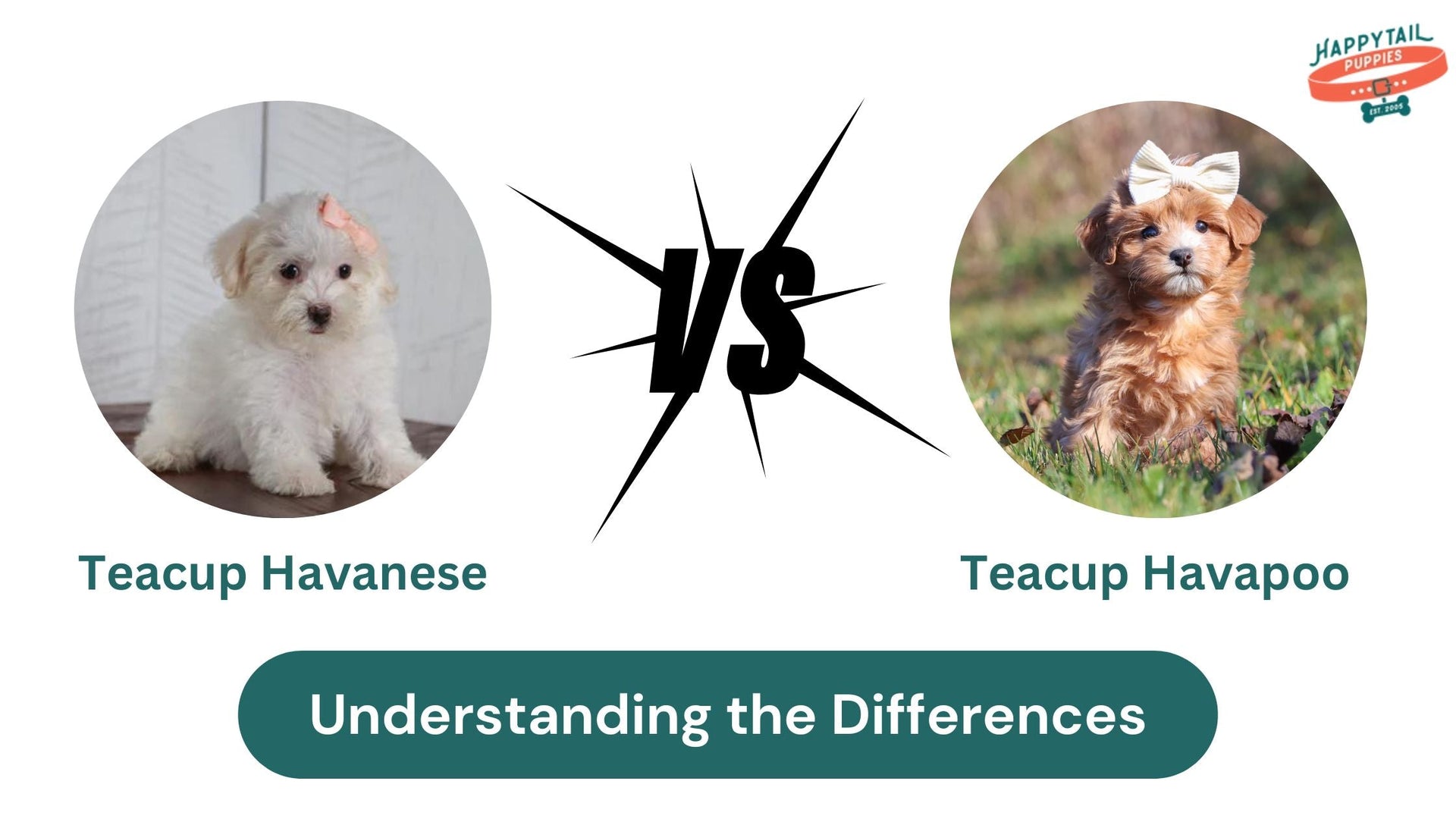 Teacup Havanese Vs Teacup Havapoo