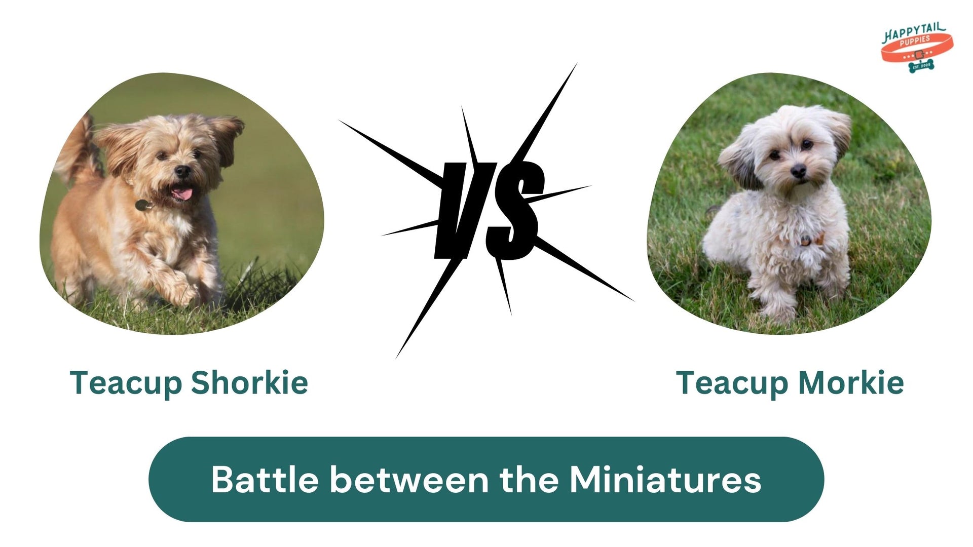 Teacup Shorkie Vs Teacup Morkie: Battle of the Miniatures