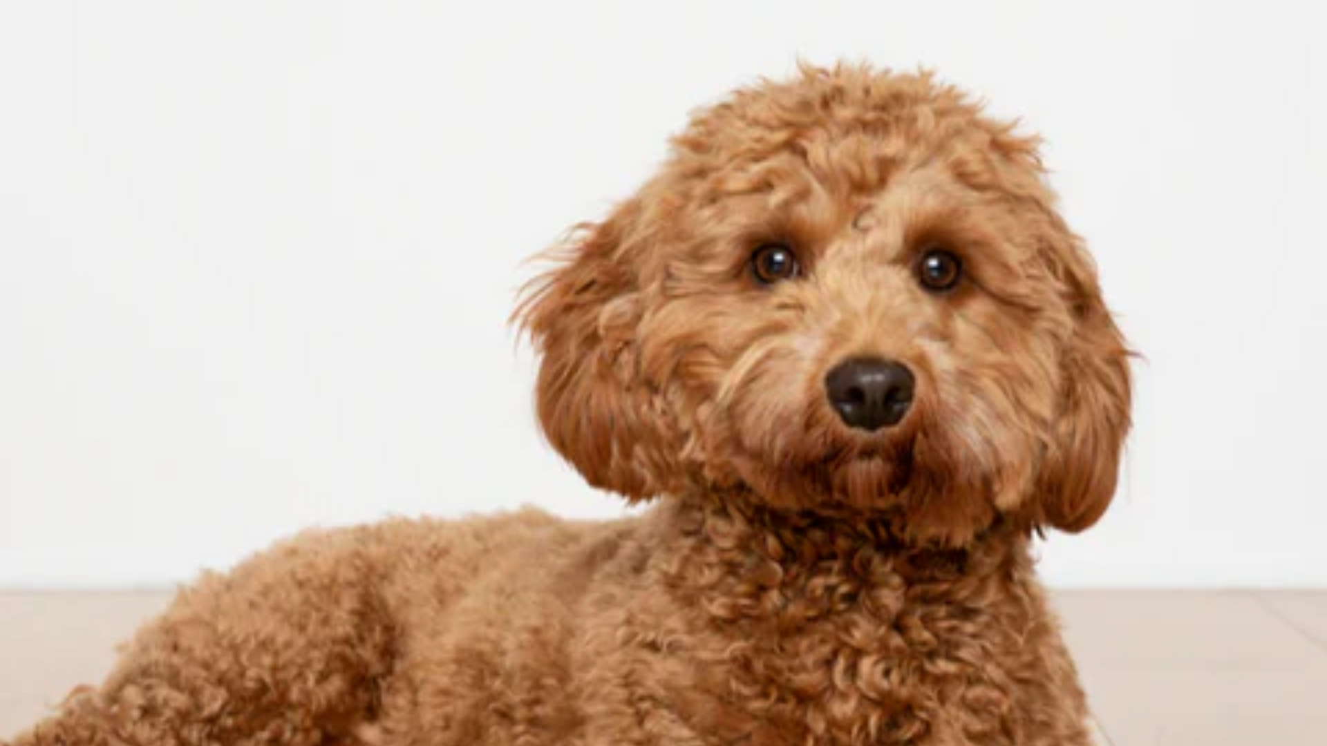 cavapoo puppies training guide