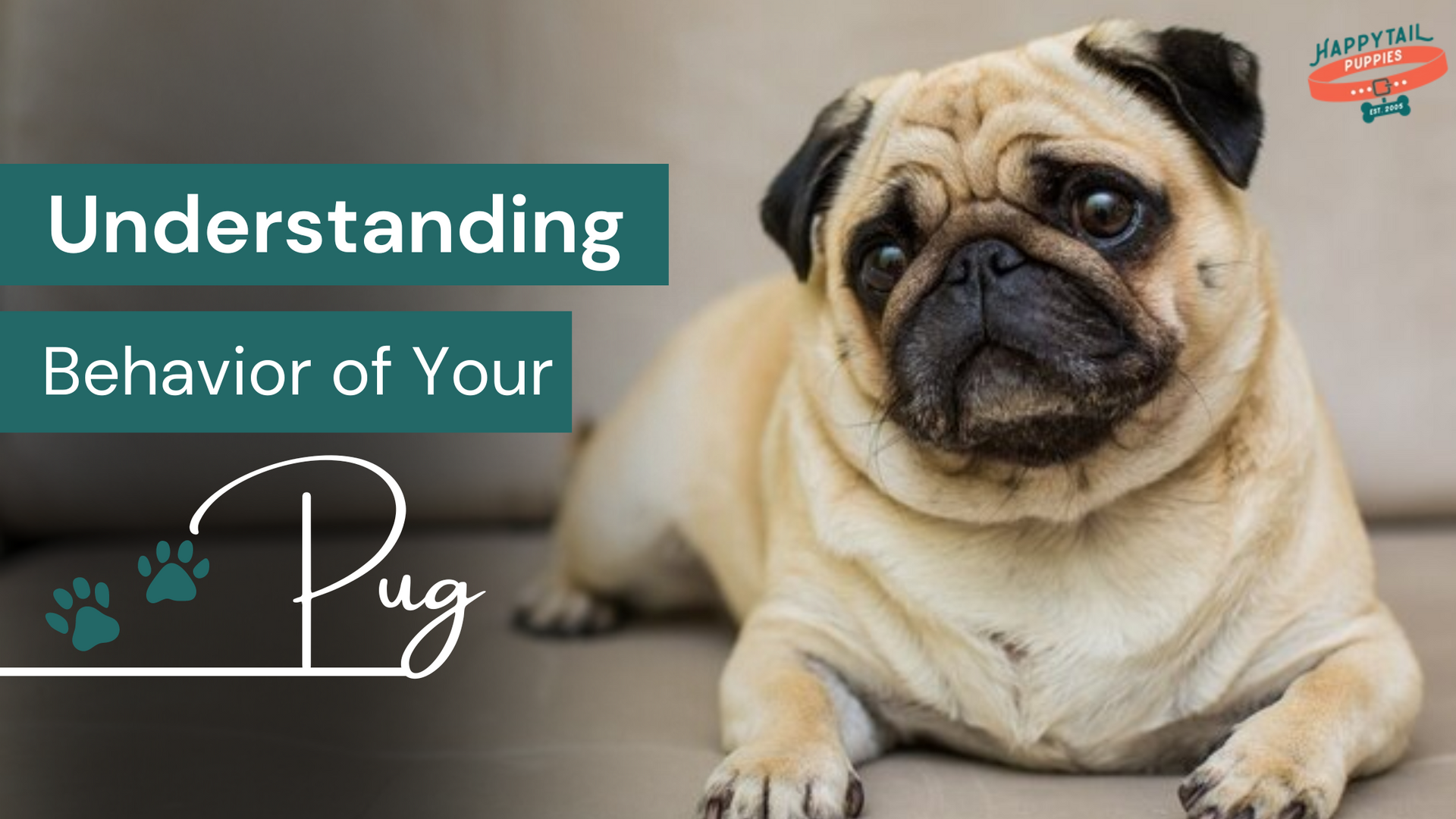 understanding the behavior of your pug