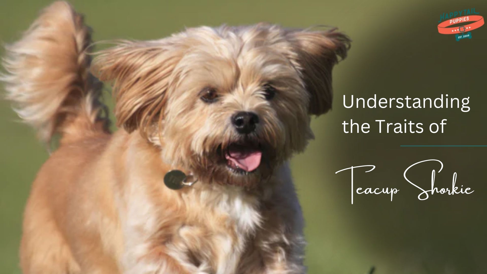 Understanding Teacup Shorkie Traits: What Makes Them Unique?