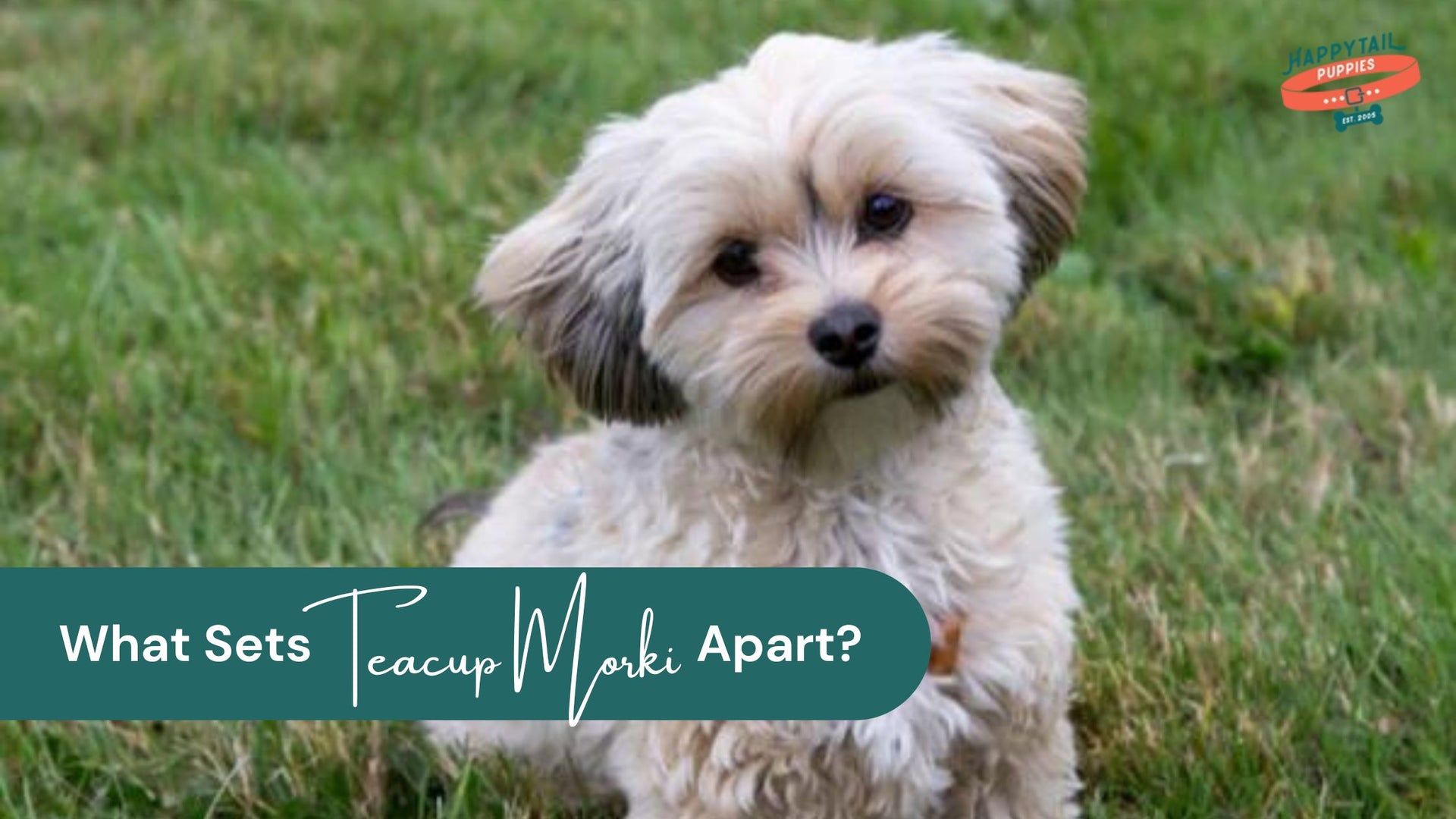 What Sets Teacup Morkie Apart?