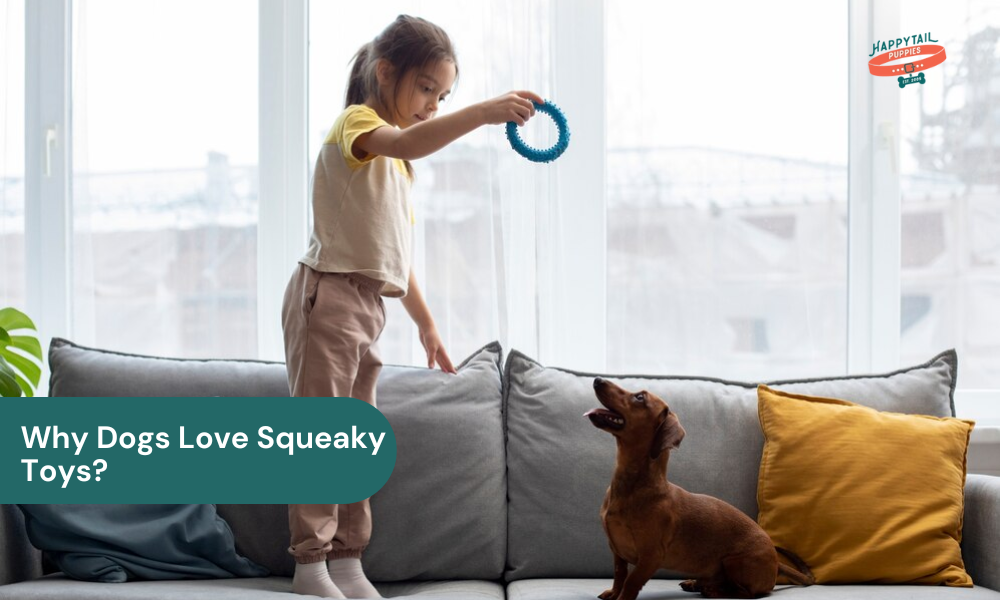 why dogs love squeaky toys