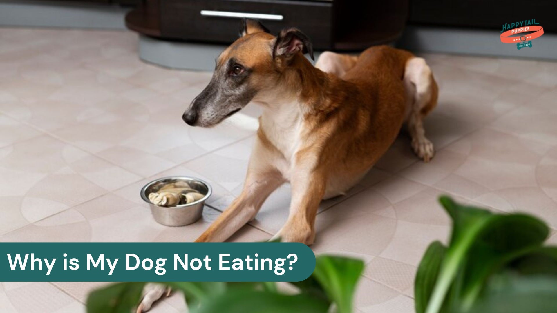 Why is my dog not eating?