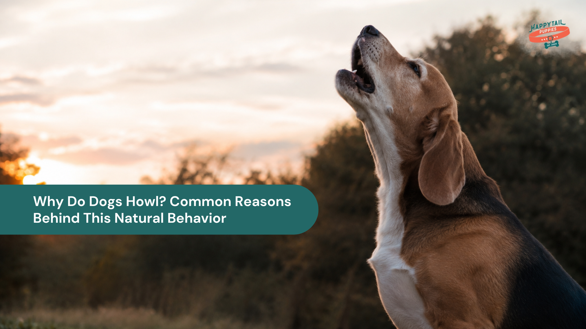 Why Do Dogs Howl? Common Reasons Behind This Natural Behavior