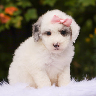 Honeybear