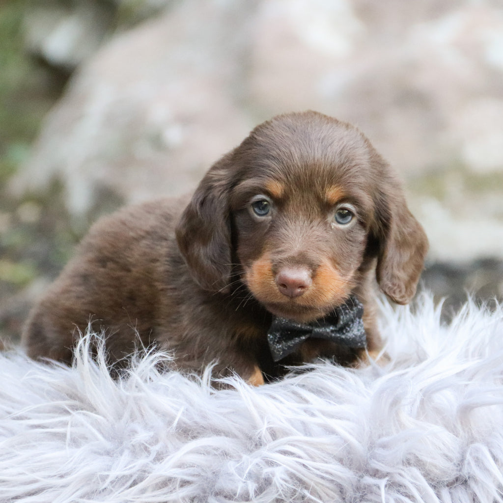 Stryker