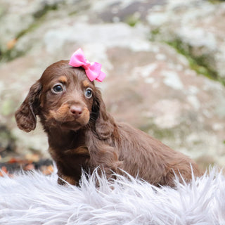 Gretchen