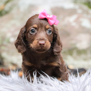 Gretchen