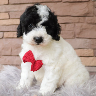 Cooper