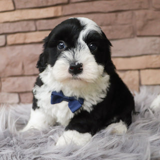Murphy