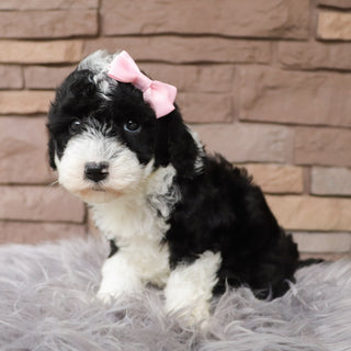 Dorothy