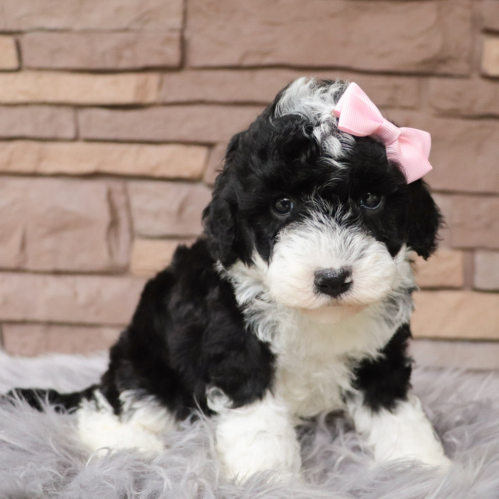 Dorothy