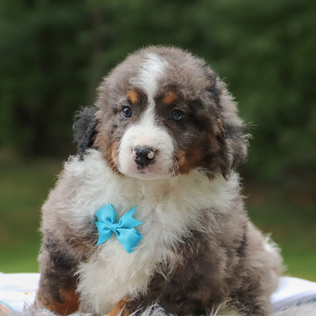 Coby