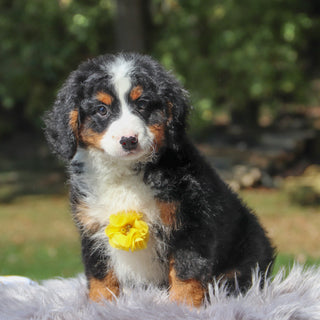 Zorro