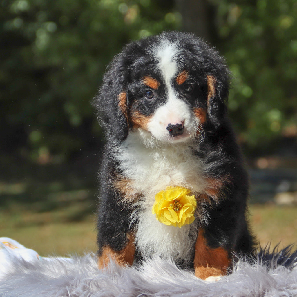 Zorro