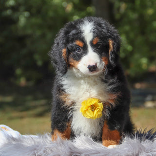 Zorro