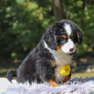 Zorro