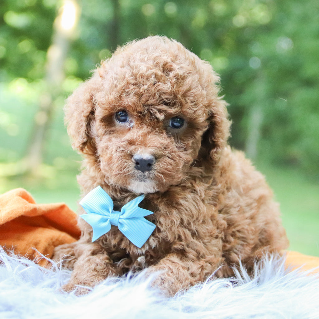 Bentley