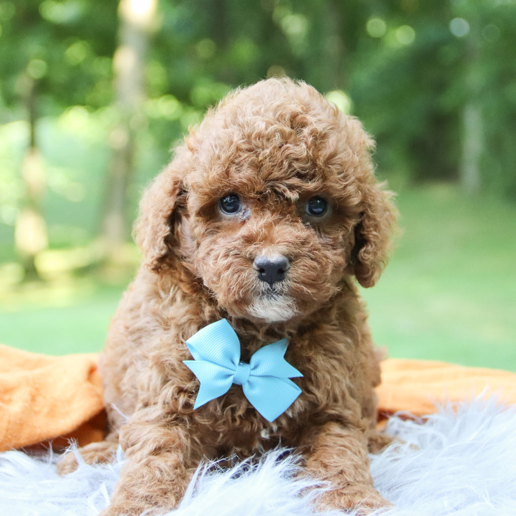 Bentley