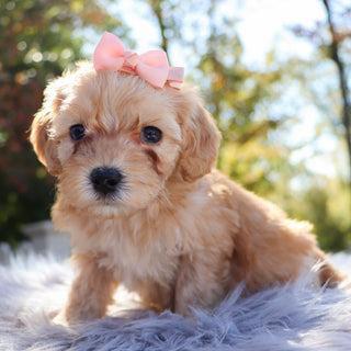 Primrose