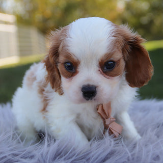Radley