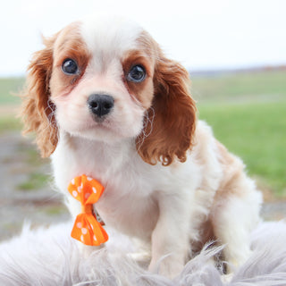 Radley