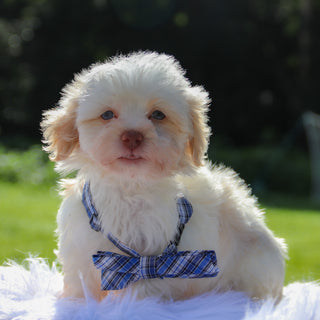 Baxter