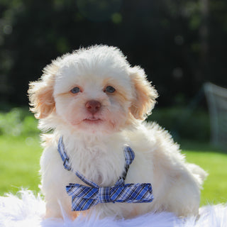 Baxter