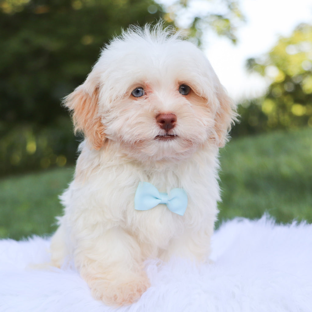 Baxter