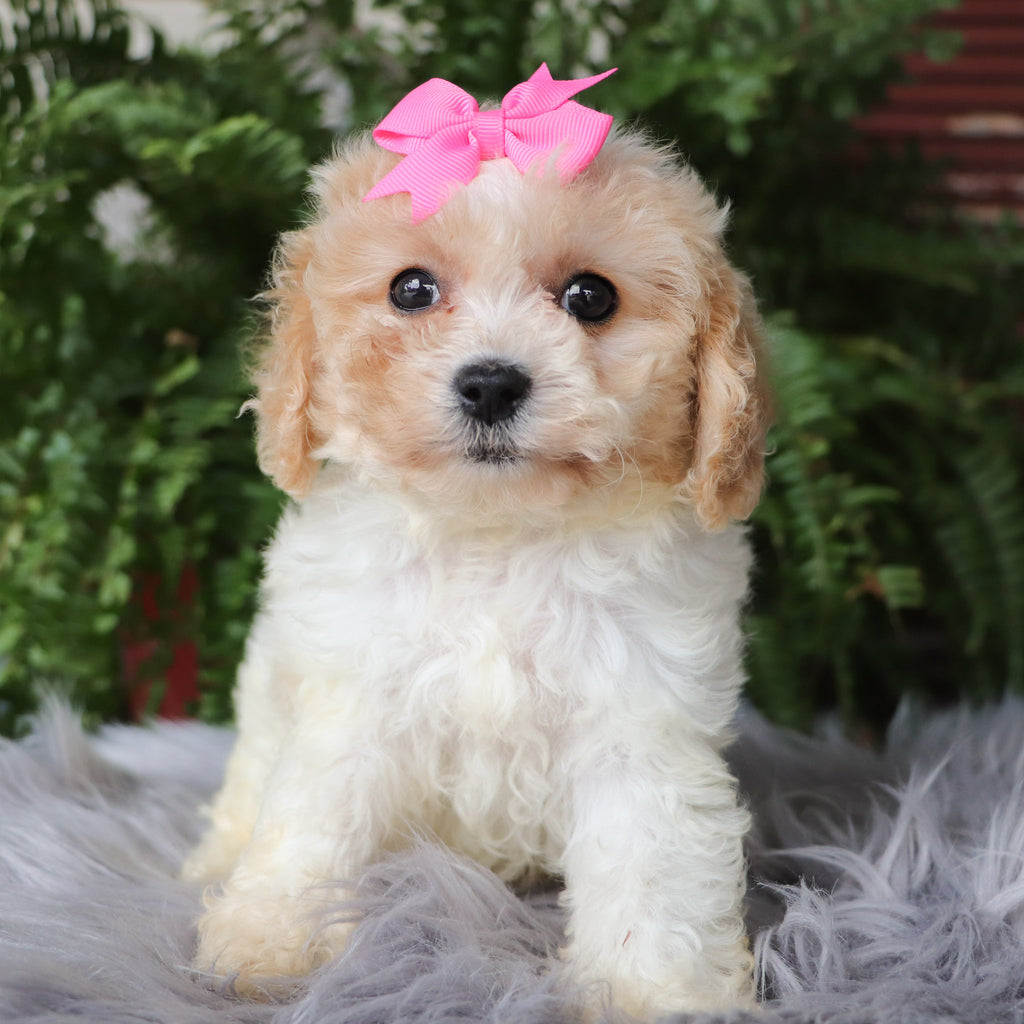 Lucy