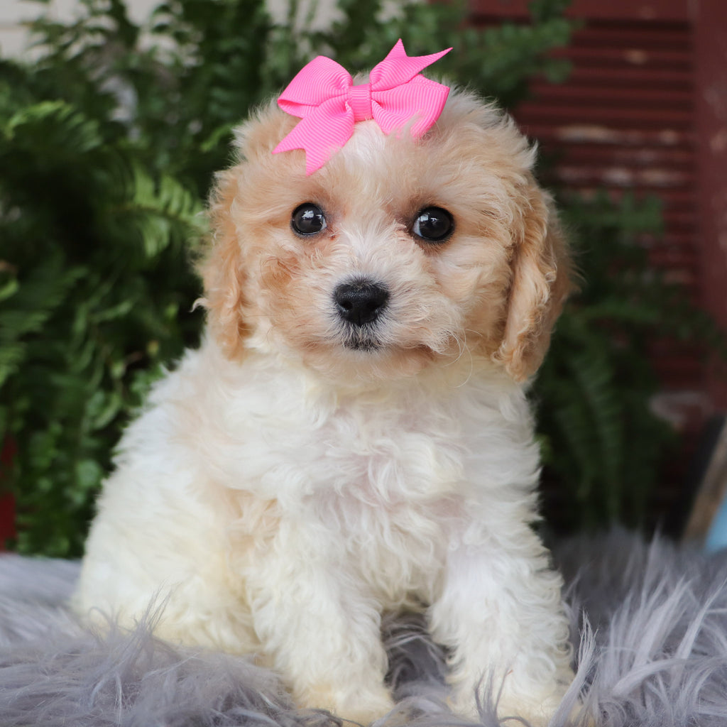 Lucy