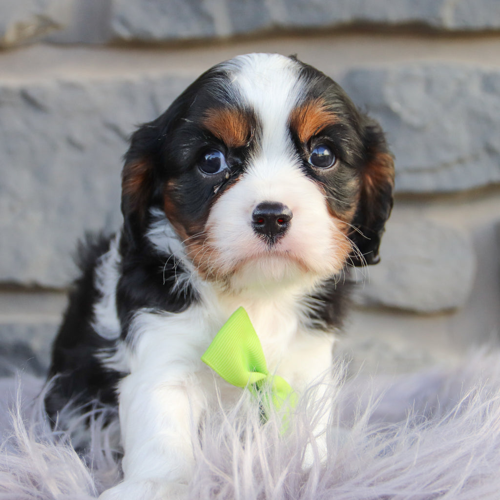 Oakley