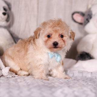 Peanut - Available 3/19