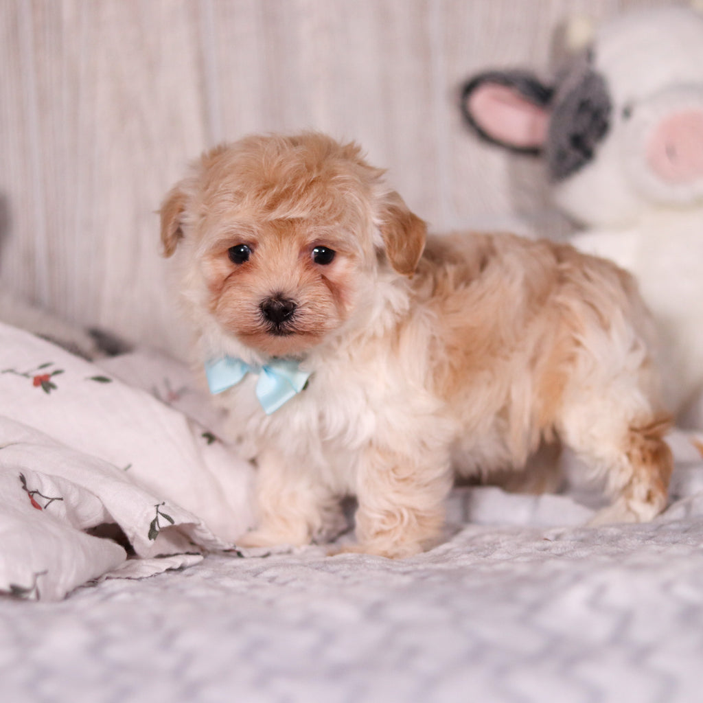 Peanut - Available 3/19